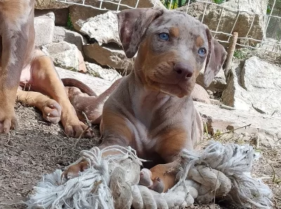 Louisiana Catahoula/ Louisianský leopardí pes